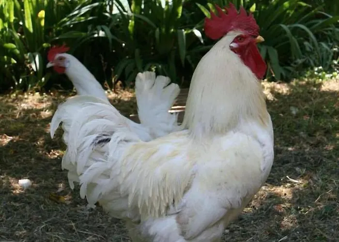 Collina E Mare Camogli