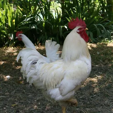 Collina E Mare كامولّي